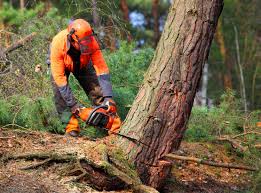 How Our Tree Care Process Works  in Glasco, NY